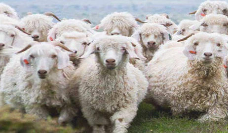 Source and characteristics of wool yarn Source and characteristics of wool yarn